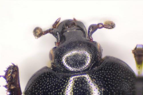 Gnathoncus nannetensis